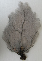 Gorgonia flabellum 3)  (Gorgonie vějířovitá)